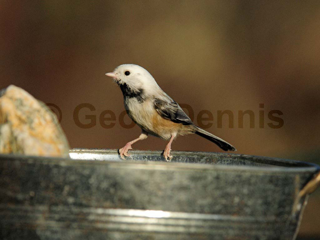 BCCH-BA_Black-capped-Chickadee