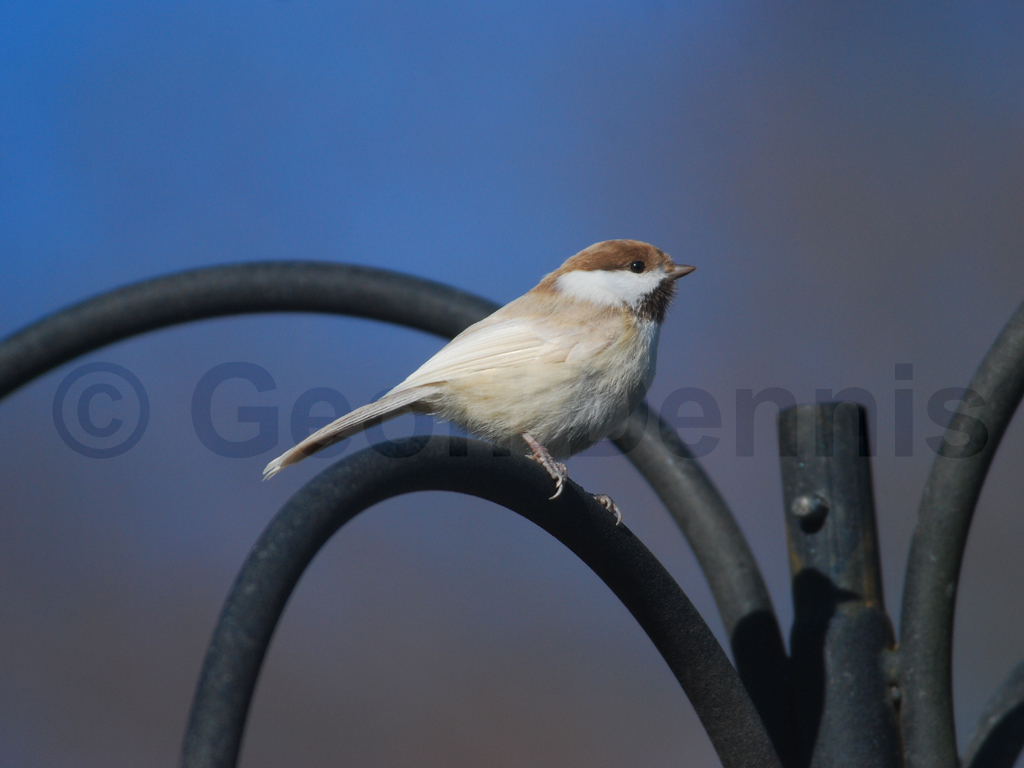 BCCH-BB_Black-capped-Chickadee
