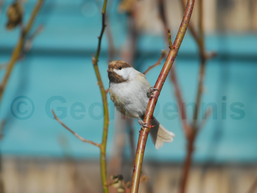 BCCH-BC_Black-capped-Chickadee