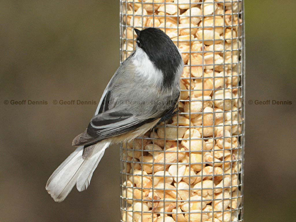 BCCH-BD_Black-capped-Chickadee
