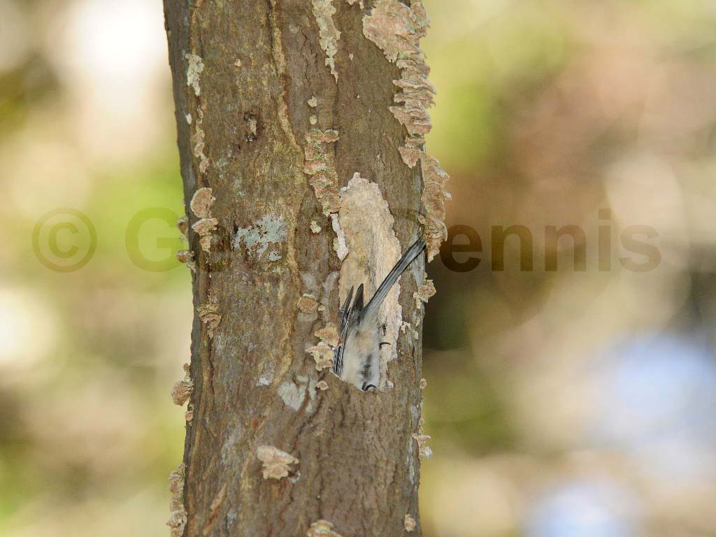 BCCH-BE_Black-capped-Chickadee