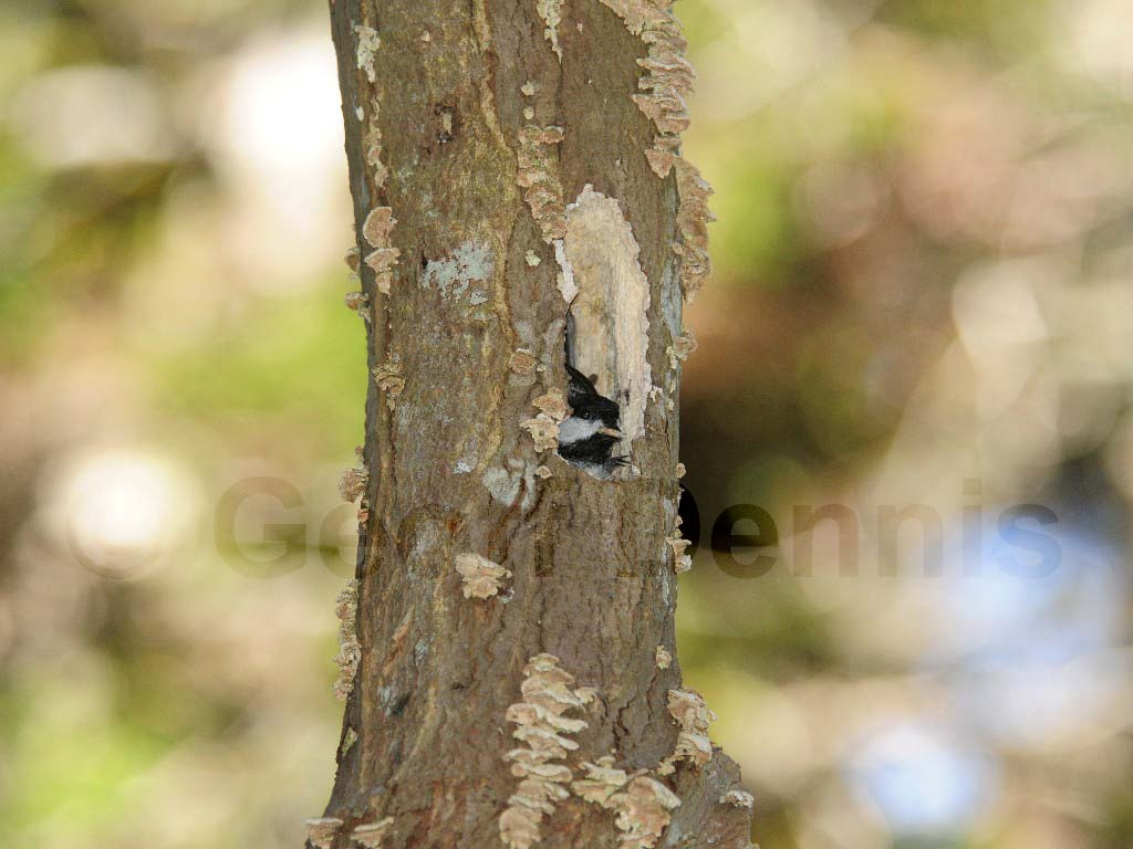 BCCH-BF_Black-capped-Chickadee