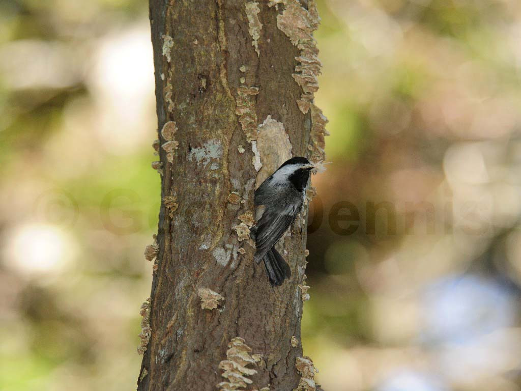 BCCH-BG_Black-capped-Chickadee