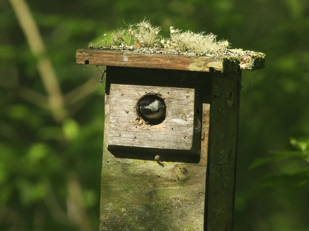 BCCH-BH_Black-capped-Chickadee
