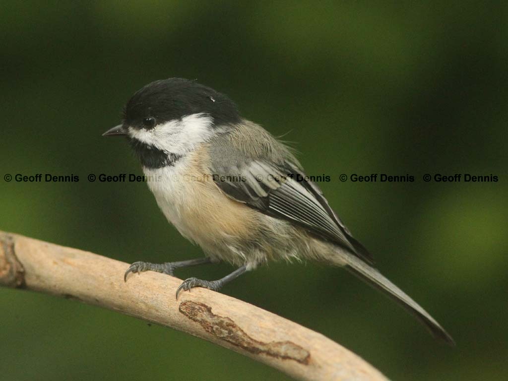 BCCH-BJ_Black-capped-Chickadee