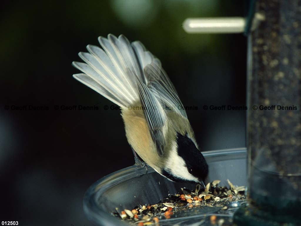 BCCH-BK_Black-capped-Chickadee