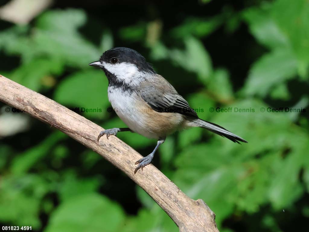 BCCH-BL_Black-capped-Chickadee