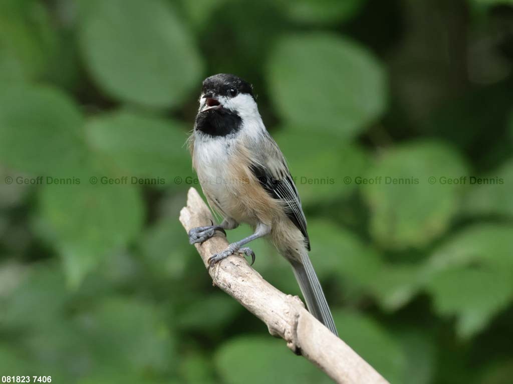 BCCH-BM_Black-capped-Chickadee