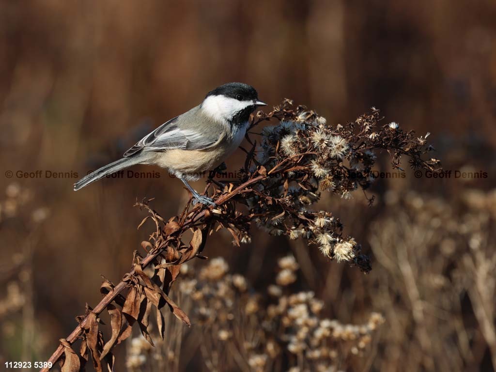 BCCH-BN_Black-capped-Chickadee