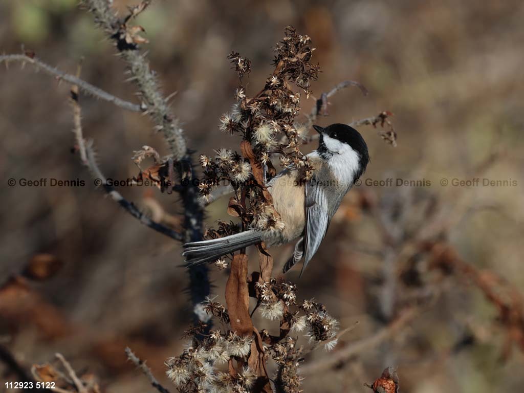 BCCH-BO_Black-capped-Chickadee