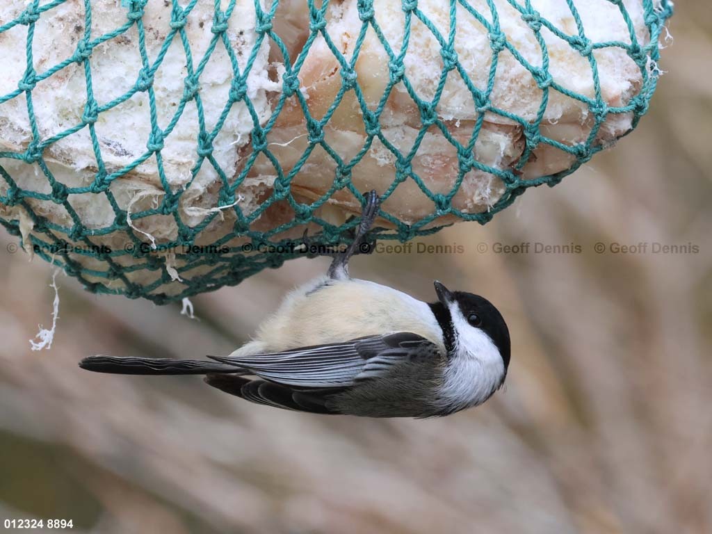 BCCH-BP_Black-capped-Chickadee