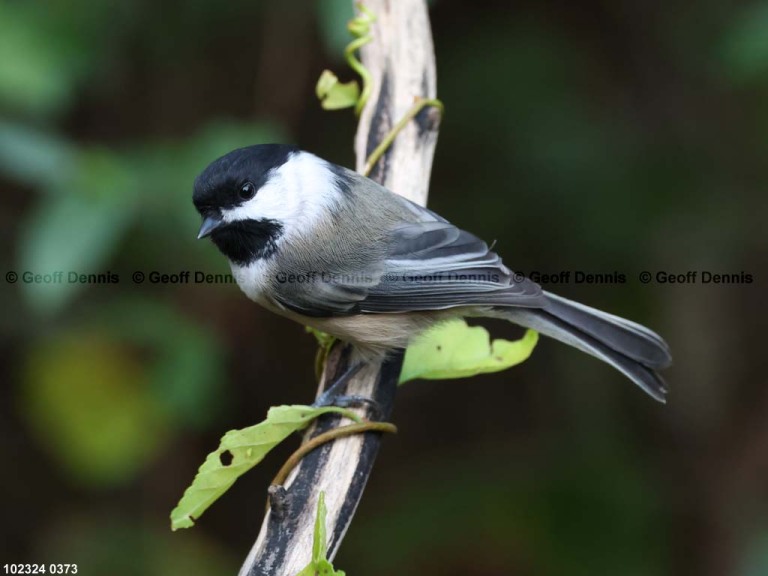 BCCH-BQ_Black-capped-Chickadee