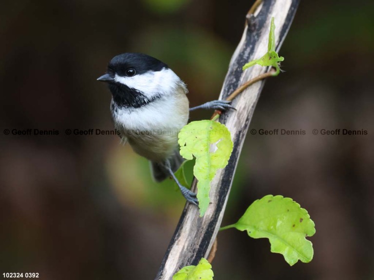 BCCH-BR_Black-capped-Chickadee