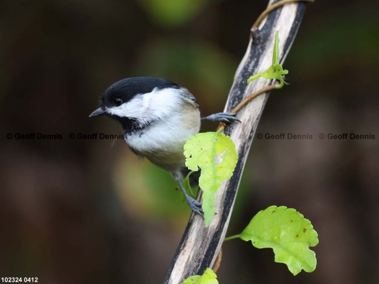 BCCH-BS_Black-capped-Chickadee