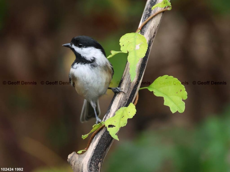 BCCH-BT_Black-capped-Chickadee