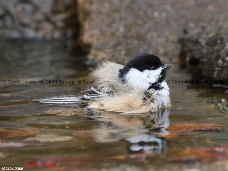 BCCH-BU_Black-capped-Chickadee