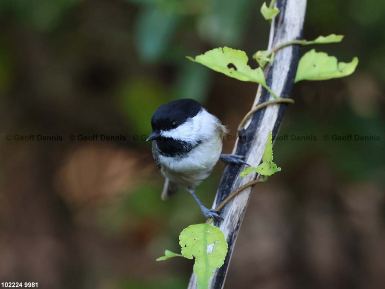 BCCH-BV_Black-capped-Chickadee