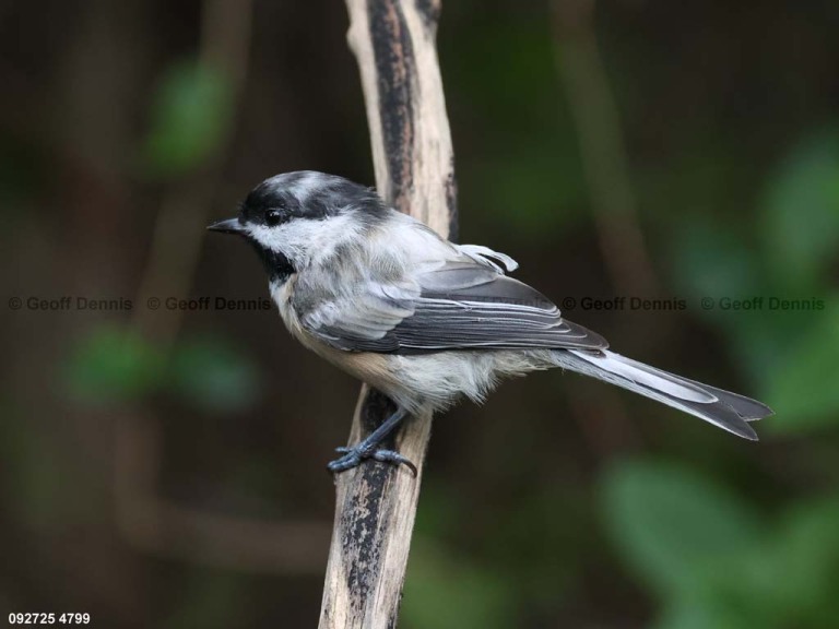 BCCH-BW_Black-capped-Chickadee