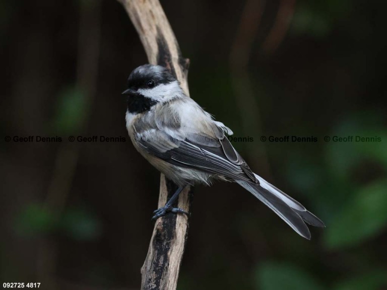 BCCH-BX_Black-capped-Chickadee