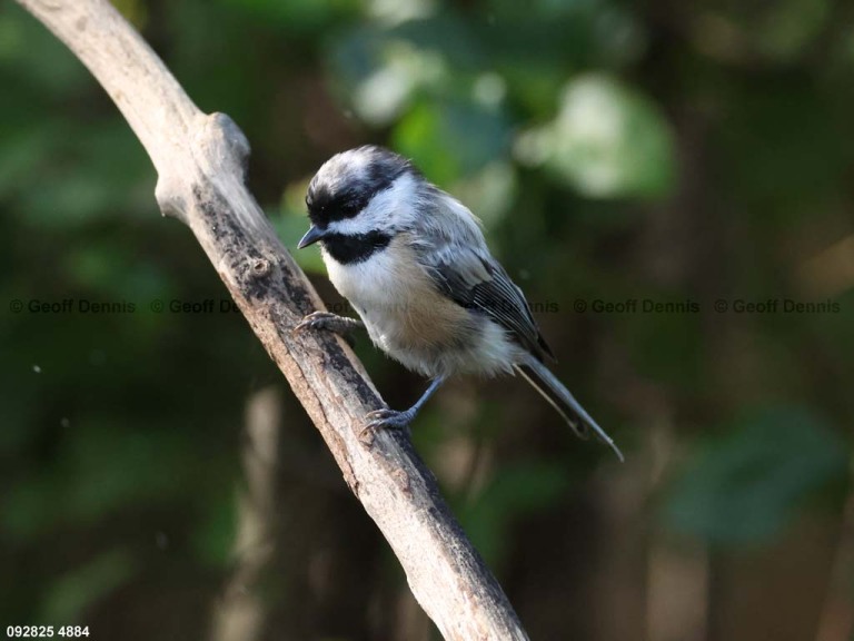 BCCH-BY_Black-capped-Chickadee