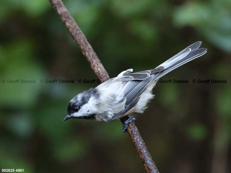 BCCH-BZ_Black-capped-Chickadee