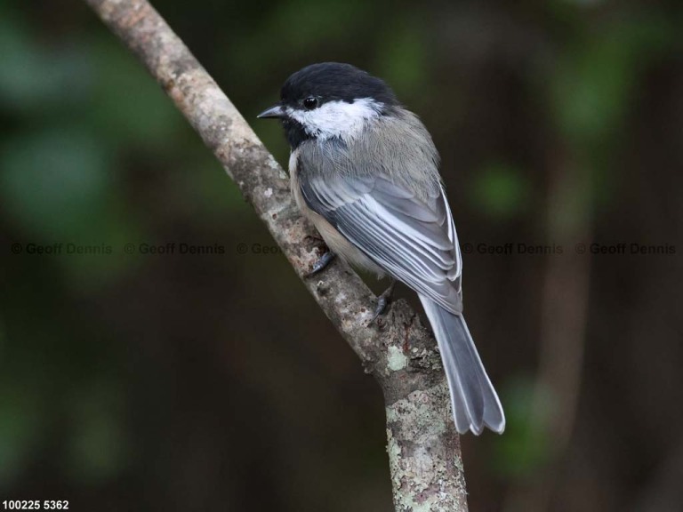 BCCH-CA_Black-capped-Chickadee