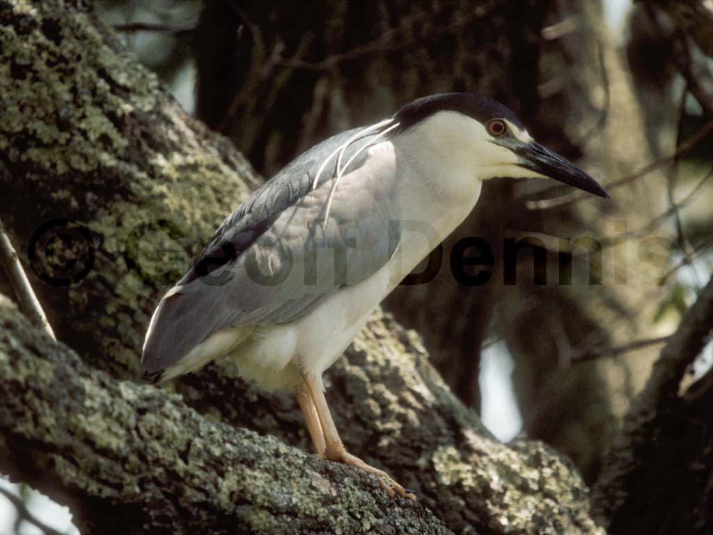 BCNH-AA_Black-crowned-Night-Heron