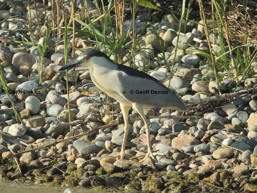 BCNH-AB_Black-crowned-Night-Heron