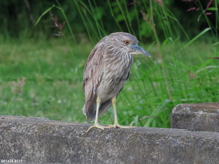 BCNH-AC_Black-crrowned-Night-Heron