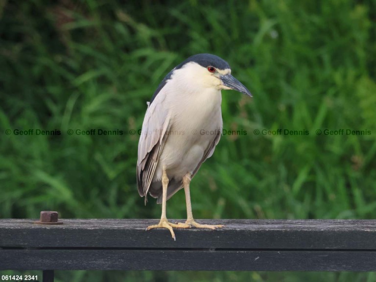 BCNH-AD_Black-crrowned-Night-Heron