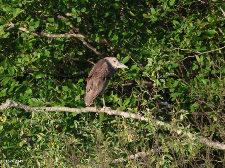 BCNH-AE_Black-crrowned-Night-Heron