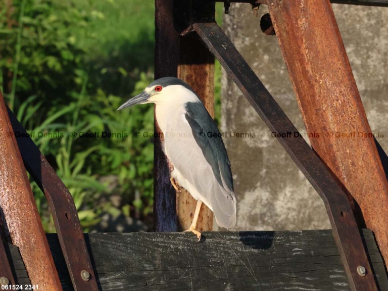 BCNH-AF_Black-crowned-Night-Heron