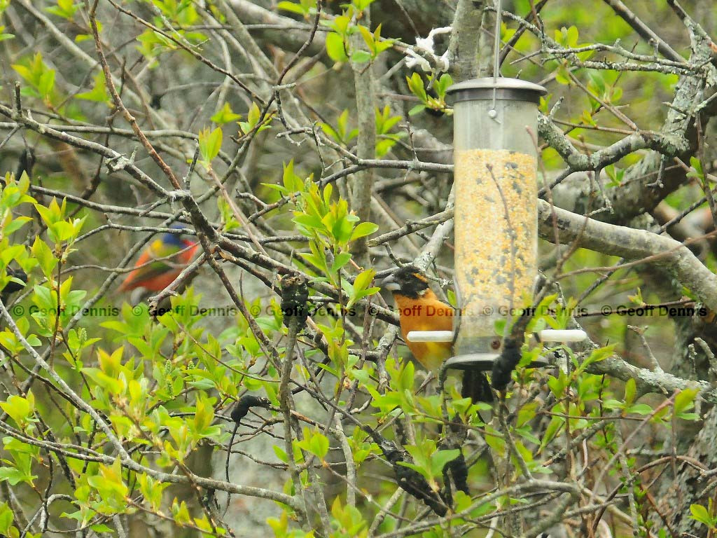 BHGB-AA_Black-headed-Grosbeak