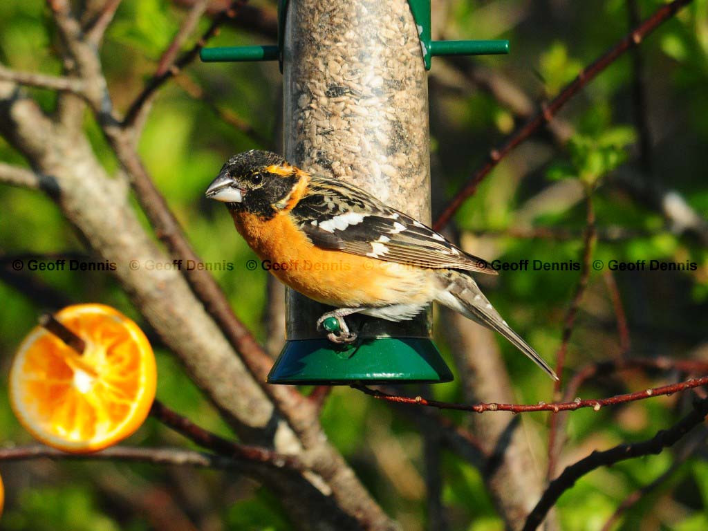 BHGB-AB_Black-headed-Grosbeak
