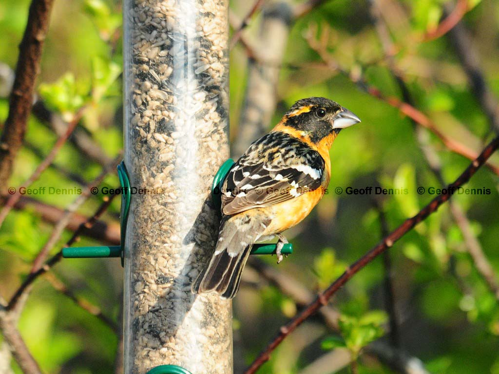 BHGB-AC_Black-headed-Grosbeak