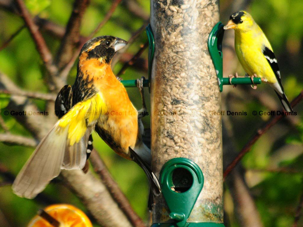 BHGB-AE_Black-headed-Grosbeak