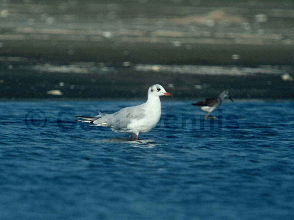 BHGU-AA_Black-headed-Gull