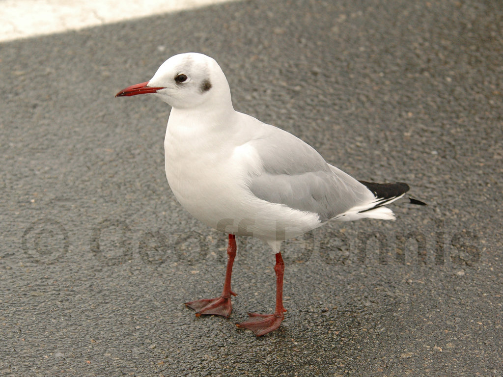 BHGU-AB_Black-headed-Gull