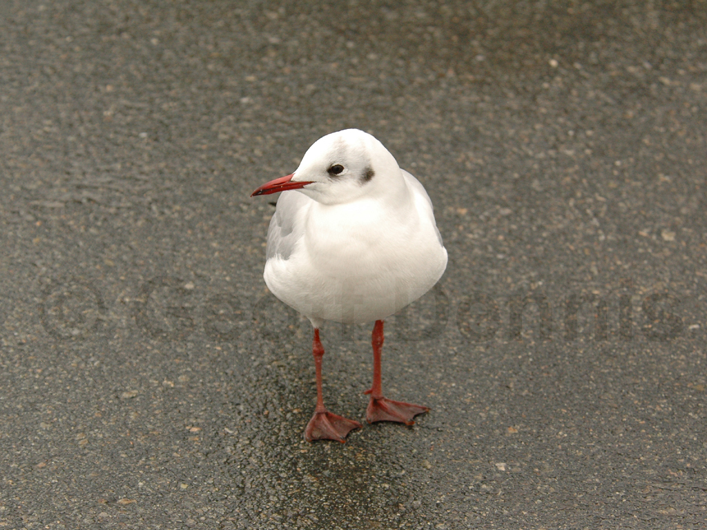 BHGU-AC_Black-headed-Gull