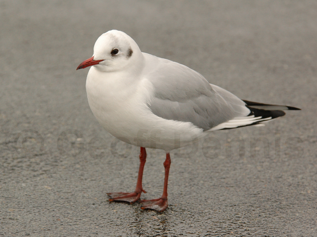 BHGU-AD_Black-headed-Gull
