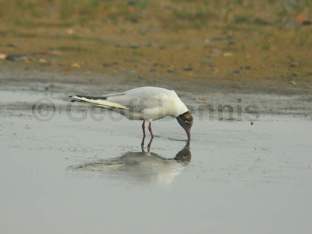 BHGU-AE_Black-headed-Gull