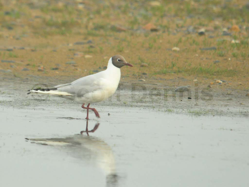 BHGU-AF_Black-headed-Gull