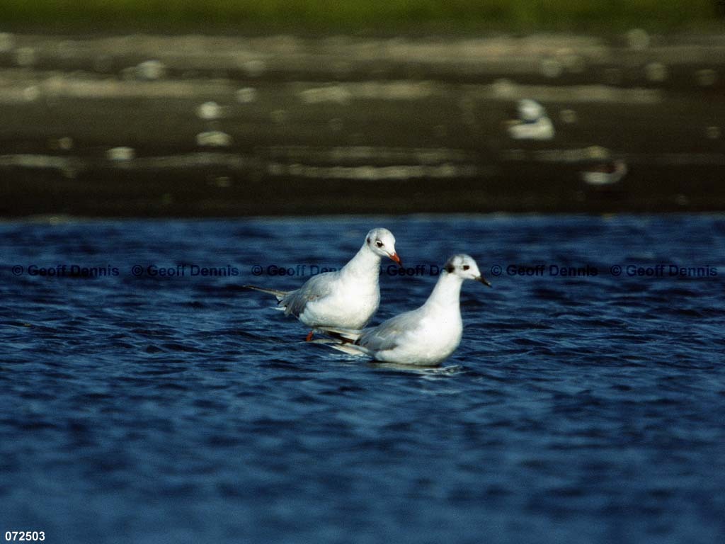 BHGU-AG_Black-headed-Gull