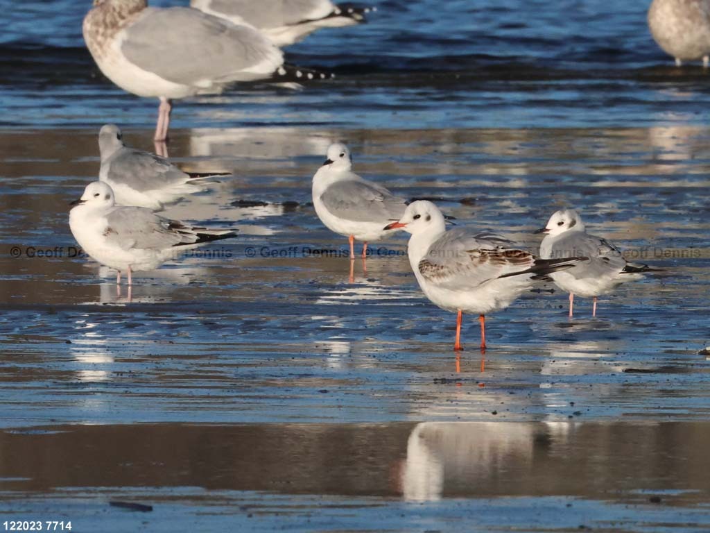 BHGU-AH_Black-headed-Gull