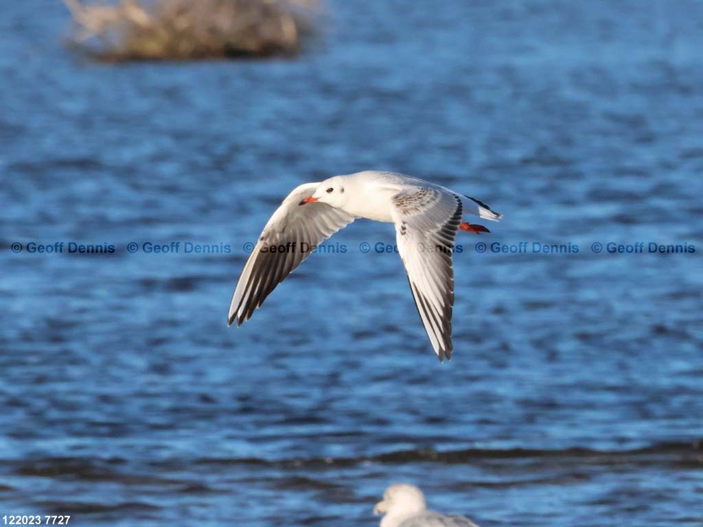 BHGU-AI_Black-headed-Gull