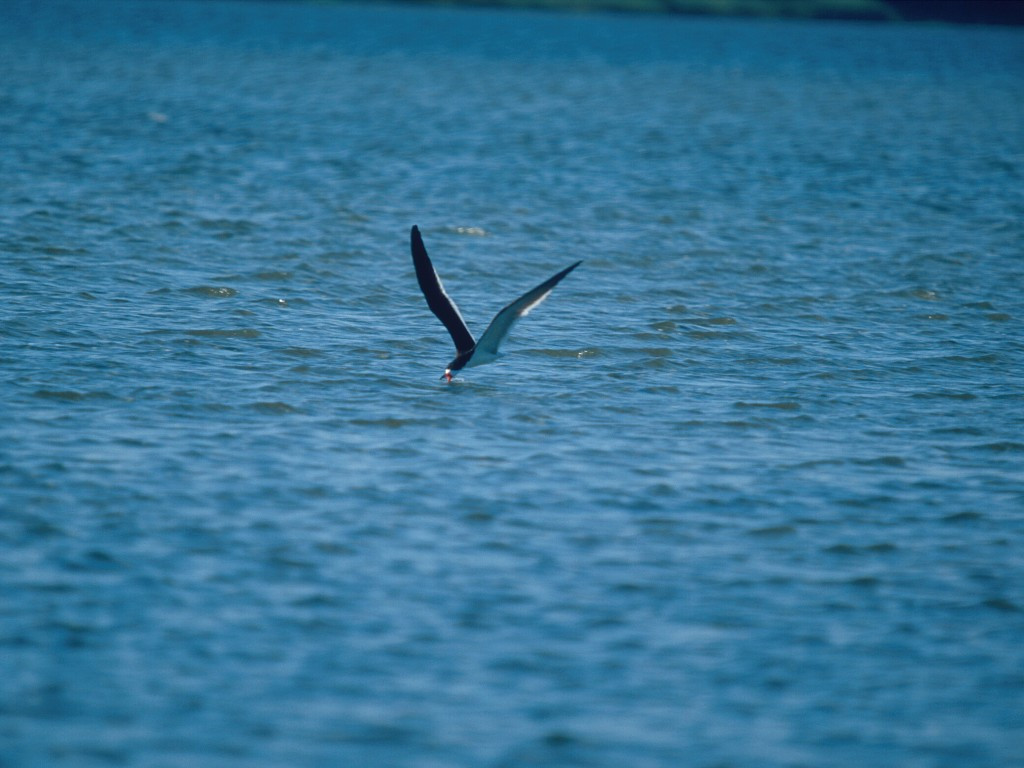 BLSK-AA_Black-Skimmer
