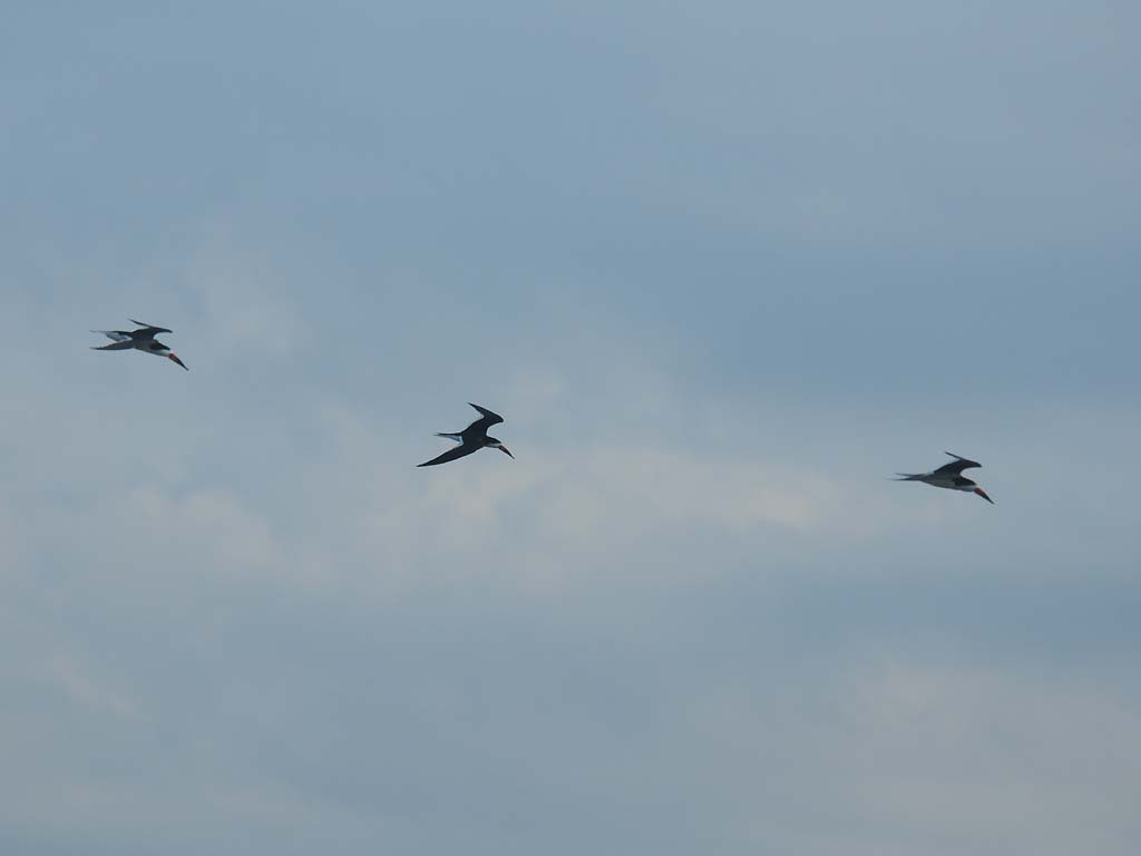 BLSK-AB_Black-Skimmer