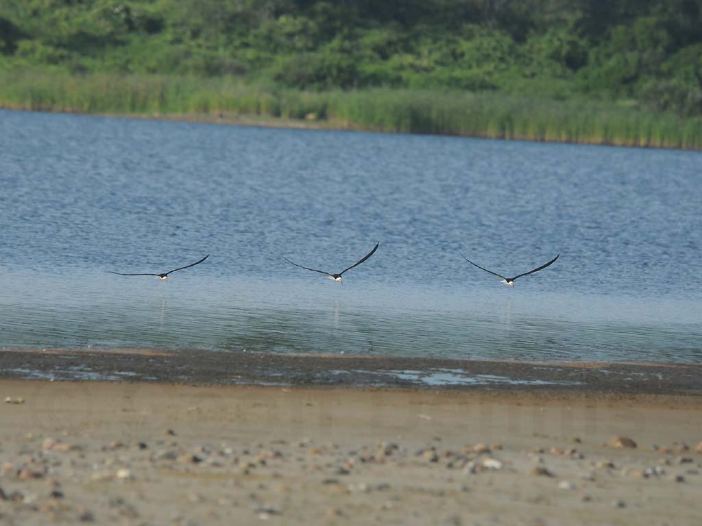 BLSK-AC_Black-Skimmer