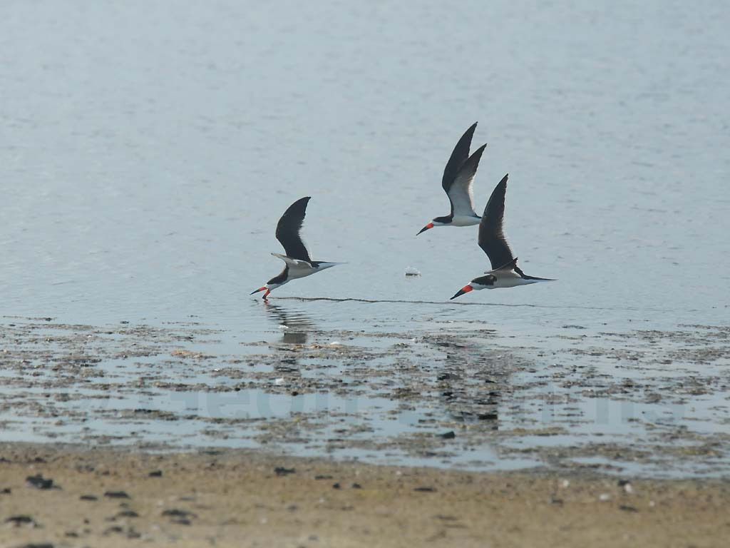 BLSK-AE_Black-Skimmer