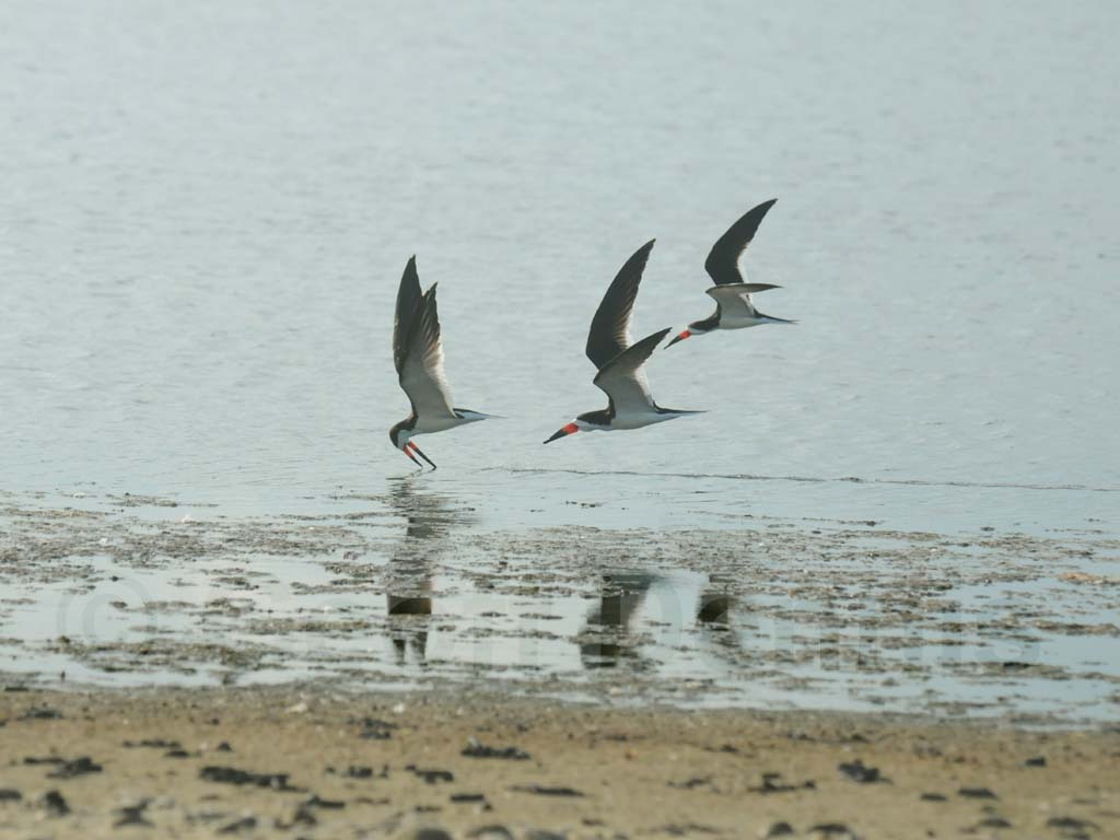BLSK-AF_Black-Skimmer